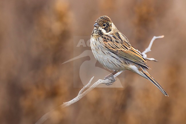 Common Reed Bunting (Emberiza schoeniclus) in Italy. stock-image by Agami/Daniele Occhiato,
