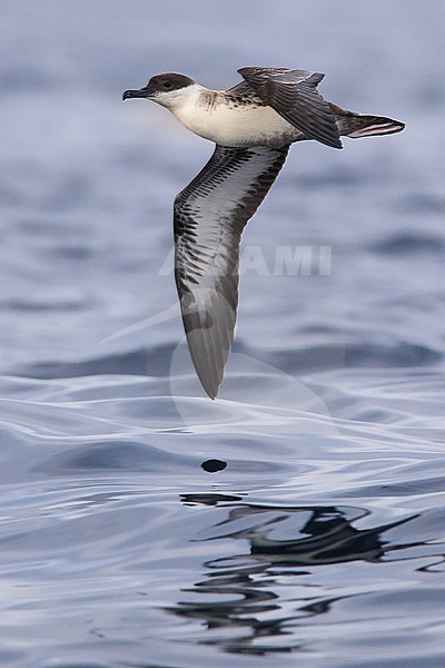 Great shearwater (Ardenna gravis) flying, with the sea as background, in Brittany, France. stock-image by Agami/Sylvain Reyt,