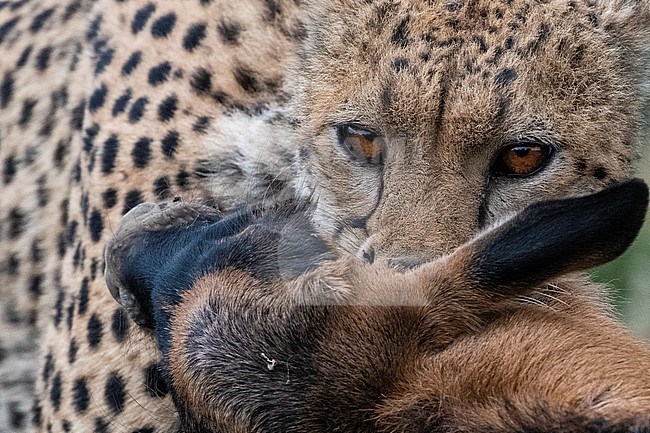 A young cheetah, Acinonyx jubatus, hunting a blue wildebeest calf, Connochaetes taurinus. Ndutu, Ngorongoro Conservation Area, Tanzania stock-image by Agami/Sergio Pitamitz,