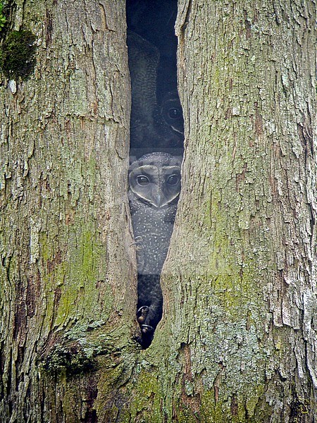 Greater Sooty Owl (Tyto tenebricosa) hiding during the day at nest hole in huge tropical tree Papua New Guinea. stock-image by Agami/Pete Morris,