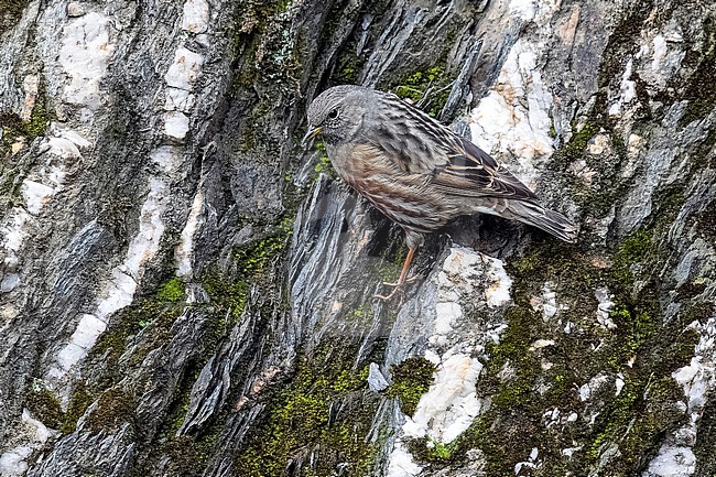Western Alpine Accentor (Prunella collaris collaris) sitting on a cliff in castle of Bouillon, Luxembourg, Belgium. stock-image by Agami/Vincent Legrand,
