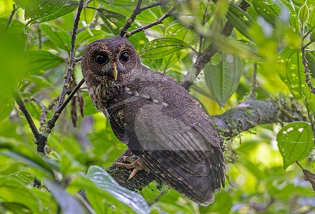 Mottled Owl, Strix virgata, in western and central Panama. Probably subspecies centralis. stock-image by Agami/Pete Morris,