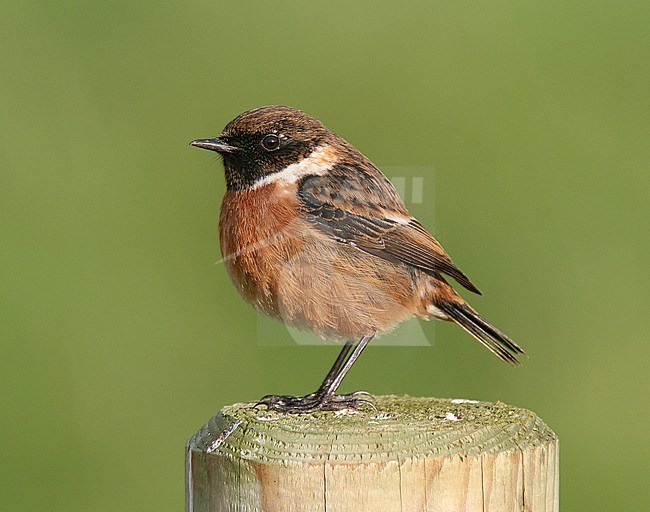 Male British Stonechat (Saxicola rubicola hibernans), Cley, Norfolk, during late winter. Perched on a wooden pole. stock-image by Agami/Steve Gantlett,