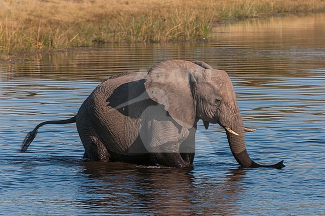 A young African elephant, Loxodonta africana, crossing the Savute Channel. Savute Channel, Linyanti, Botswana. stock-image by Agami/Sergio Pitamitz,
