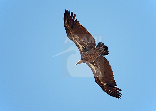 RÃ¼ppells Gier in vlucht, Rueppell's Griffon in flight stock-image by Agami/Markus Varesvuo,