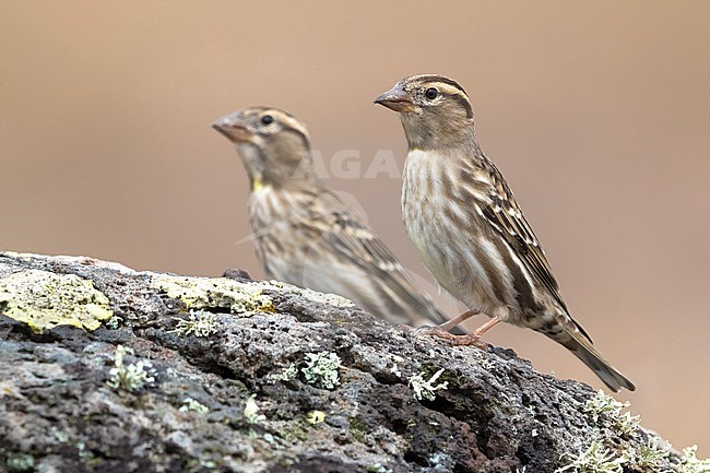 Rock Sparrow (Petronia petronia) perched on a rocky floor stock-image by Agami/Daniele Occhiato,