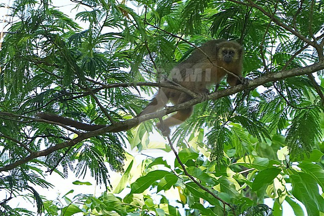 Criticallly endangered Rio Mayo titi monkey (Plecturocebus oenanthe) in Northern Peru. They are found in Peru in the northern part of the Department of San Martin. stock-image by Agami/Dani Lopez-Velasco,