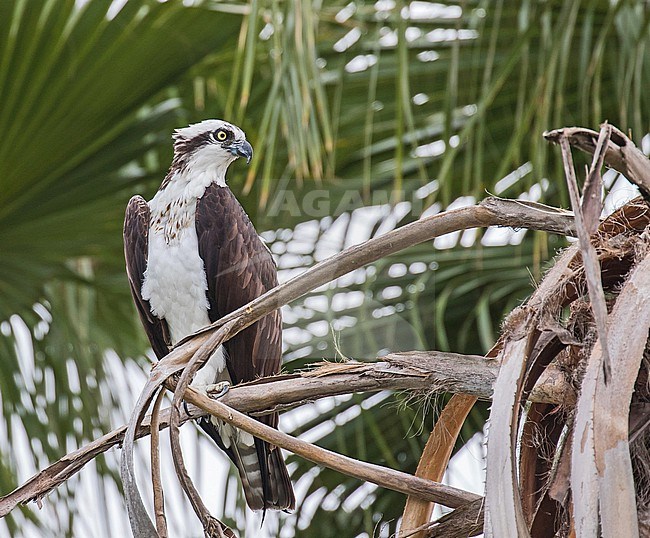 American Osprey, Pandion carolinensis, in Mexico. stock-image by Agami/Pete Morris,