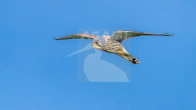 Male Common Kestrel (Falco tinnunculus tinnunculus) aka European Kestrel hovering over a field in Nieuwe-Namen, Zeeland, the Netherlands. stock-image by Agami/Vincent Legrand,
