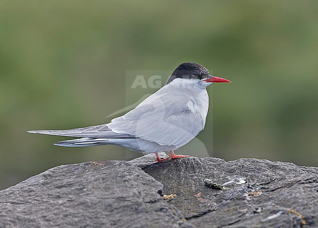 Adult Antarctic Tern (Sterna vittata) on South Georgia. stock-image by Agami/Pete Morris,