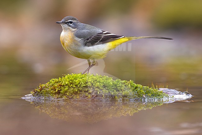 Grey Wagtail (Motacilla cinerea) in Italy. stock-image by Agami/Daniele Occhiato,