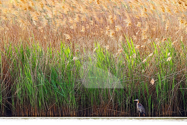 Purple Heron, Ardea purpurea, standing on the edge of a large reedbed in Italy. stock-image by Agami/Daniele Occhiato,