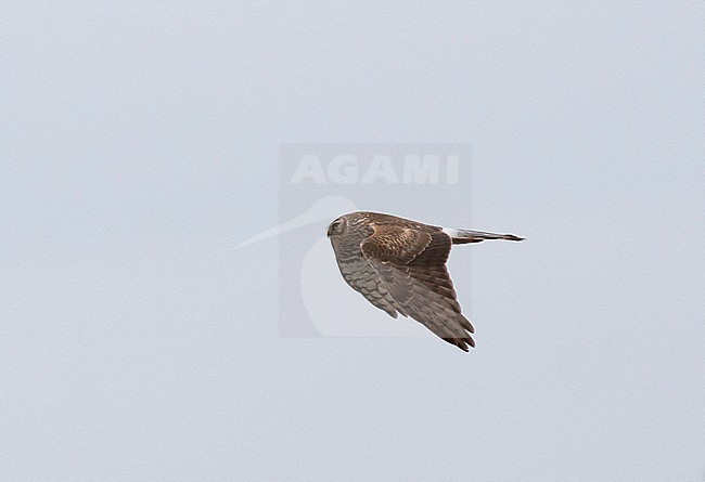 Second calendar year male Hen Harrier (Circus cyaneus) showing pale iris and grey uppertail. stock-image by Agami/Edwin Winkel,
