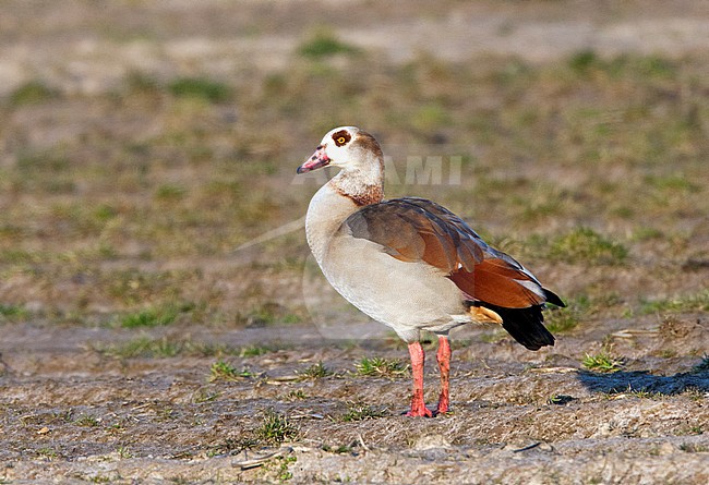  stock-image by Agami/Marc Guyt,