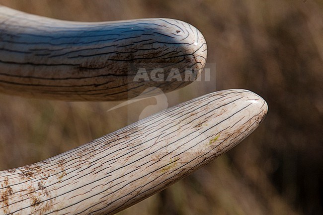 Close up of African elephant tusk, Loxodonta africana. Botswana stock-image by Agami/Sergio Pitamitz,