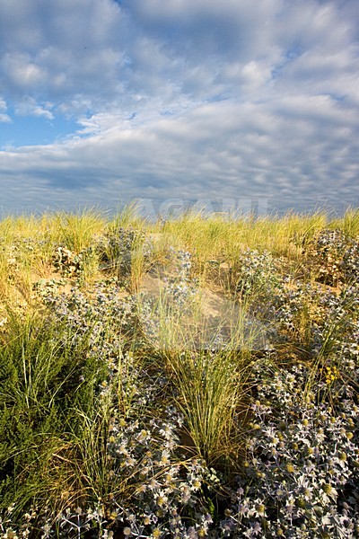 Blauwe Zeedistel in de zeereep; Sea Holly in coastal dunes stock-image by Agami/Marc Guyt,