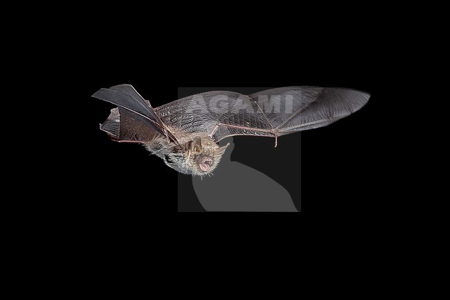 Escalera's bat (Myotis escalerai) flying in Santa Eularia, Ibiza, Spain. stock-image by Agami/Vincent Legrand,