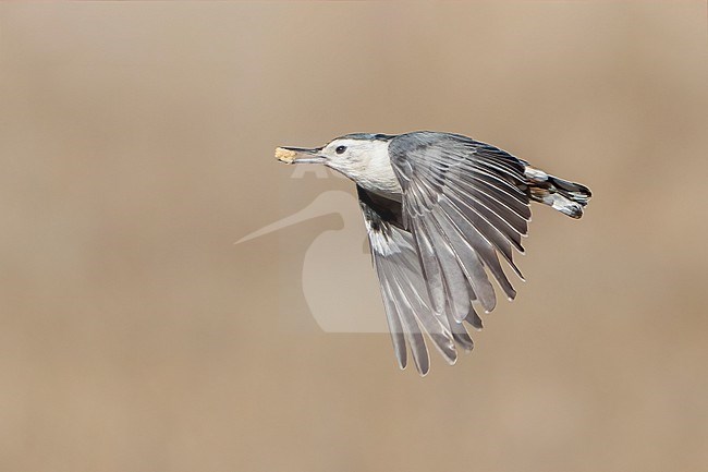 Adult female
Santa Barbara Co., CA
November 2022 stock-image by Agami/Brian E Small,