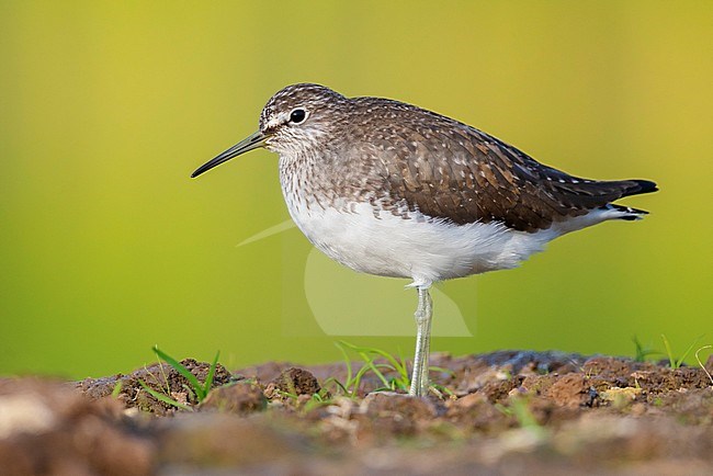 Green Sandpiper (Tringa ochropus), side view of an adult standing on the ground stock-image by Agami/Saverio Gatto,