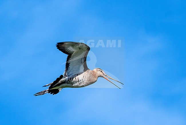Adult Black-tailed Godwit (Limosa limosa) during spring icalling in flight stock-image by Agami/Roy de Haas,