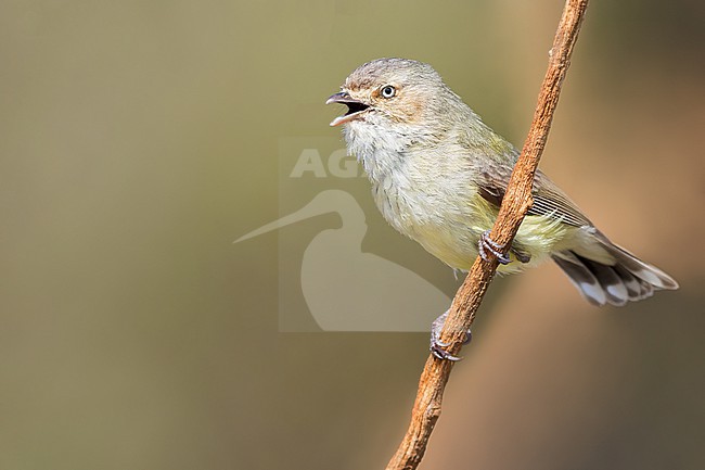 Weebill (Smicrornis brevirostris) Perched on a branch in Australia stock-image by Agami/Dubi Shapiro,