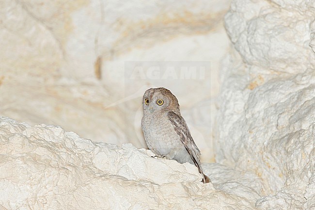Desert Owl (Strix hadorami) adult on breeding cliff in Oman. stock-image by Agami/Dick Forsman,