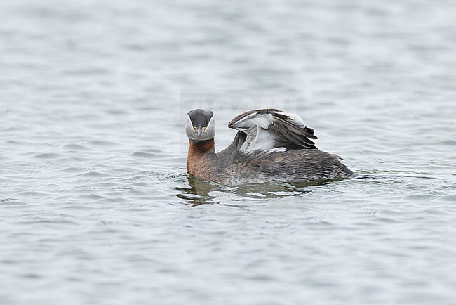 single adult red-necked grebe (Podiceps grisegena) displaying by lifting a single wing stock-image by Agami/Mathias Putze,