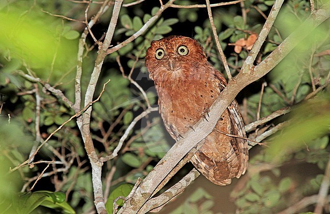 Sokoke Scops-Owl (Otus ireneae) at night with flash stock-image by Agami/Pete Morris,