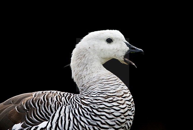 Roepende Magelhaengans; Calling Upland Goose stock-image by Agami/Marc Guyt,