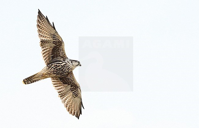 The Saker Falcon (Falco cherrug) is a large falcon that lives from central Europa across eastern Asia. stock-image by Agami/Eduard Sangster,