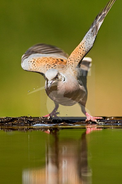 Zomertortel bij drinkplaats; European Turtle Dove at drinking site stock-image by Agami/Marc Guyt,