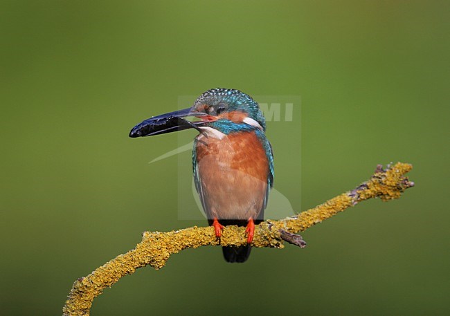 IJsvogel met visje; Common Kingfisher with fish stock-image by Agami/Chris van Rijswijk,