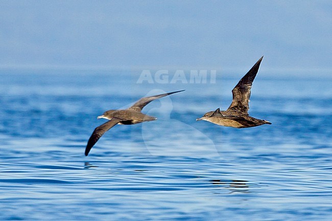Sooty Shearwater (Puffinus griseus) flying off the coast of Victoria, BC, Canada. stock-image by Agami/Glenn Bartley,