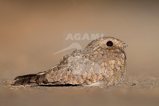 Egyptian Nightjar - Pharaonenziegenmelker - Caprimulgus aegyptius ssp. aegyptius, Oman stock-image by Agami/Ralph Martin,