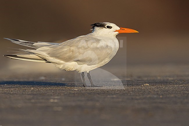 Royal Tern (Thalasseus maximus ) resting on the beach in El Salvador stock-image by Agami/Dubi Shapiro,