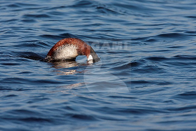 Male Ruddy Duck (Oxyura jamaicensis jamaicensis) diving for food at Starrevaart, Netherlands. Escaped waterfowl. stock-image by Agami/Marc Guyt,