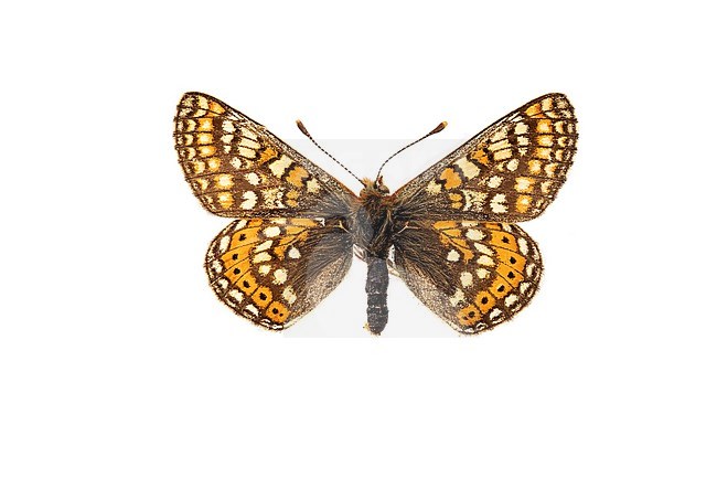 Marsh Fritillary, Moerasparelmoervlinder, Euphydryas aurinia stock-image by Agami/Wil Leurs,