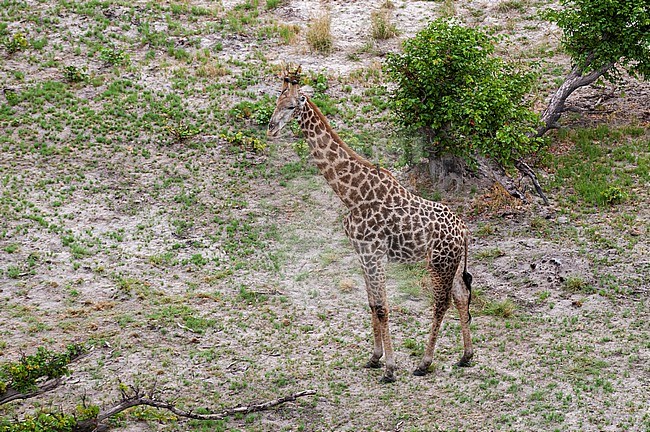 An aerial portrait of a southern giraffe, Giraffa camelopardalis. Okavango Delta, Botswana. stock-image by Agami/Sergio Pitamitz,