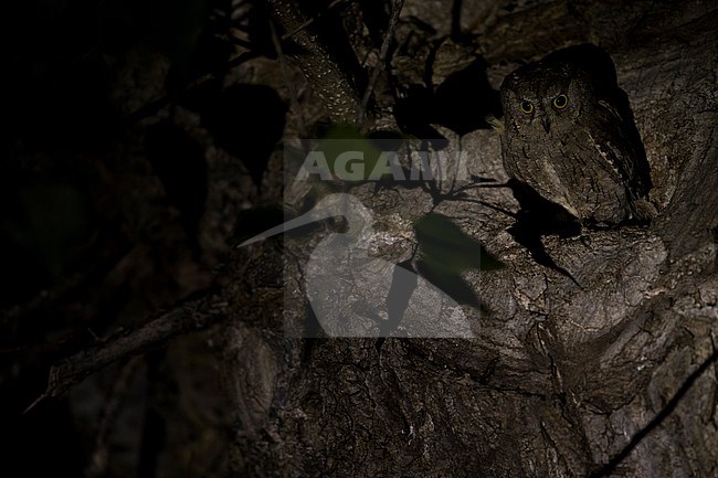 Eurasian Scops-Owl - Zwergohreule - Otus scops scops, France (Corsica), adult stock-image by Agami/Ralph Martin,