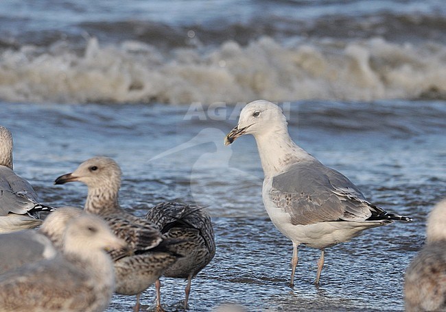 Subadult Caspian Gull (Larus cachinnans) standing on the North sea beach in the Netherlands. Third calender year. stock-image by Agami/Casper Zuijderduijn,