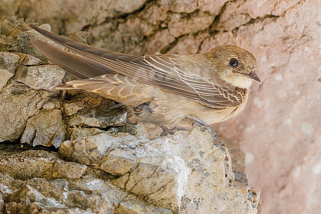 Crag Martin (Ptyonoprogne rupestris), 2cy individual perched on a rock, Campania, Italy stock-image by Agami/Saverio Gatto,