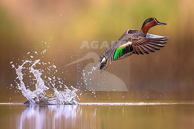 Eurasian Teal (Anas crecca) in Italy. stock-image by Agami/Daniele Occhiato,