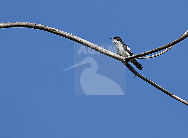 Pied Bronze Cuckoo (Chrysococcyx crassirostris) in the Lesser Sundas, Indonesia. This species is recently split from pied bronze cuckoo. stock-image by Agami/James Eaton,