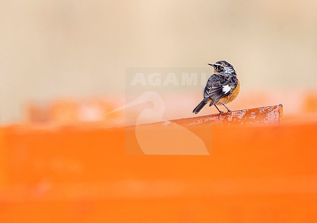 Male Moussier's Redstart (Phoenicurus moussieri) in autumn plumage in highlands of Morocco. stock-image by Agami/Marc Guyt,