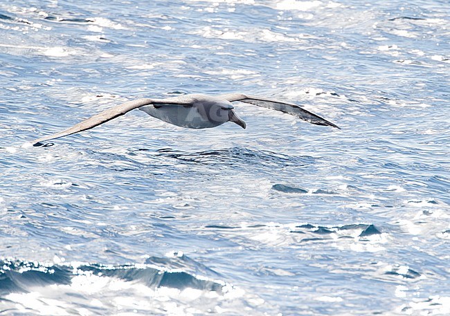 Salvin's Albatross (Thalassarche salvini) in flight over ocean between subantarctic islands of New Zealand. stock-image by Agami/Marc Guyt,