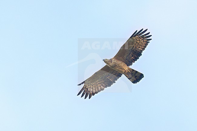 Oriental Honey-buzzard (Pernis ptilorhynchus)  in flight in the Philippines stock-image by Agami/Dubi Shapiro,