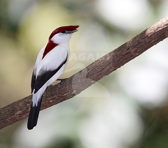 Araripe Manakin (Antilophia bokermanni) male perched stock-image by Agami/Andy & Gill Swash ,