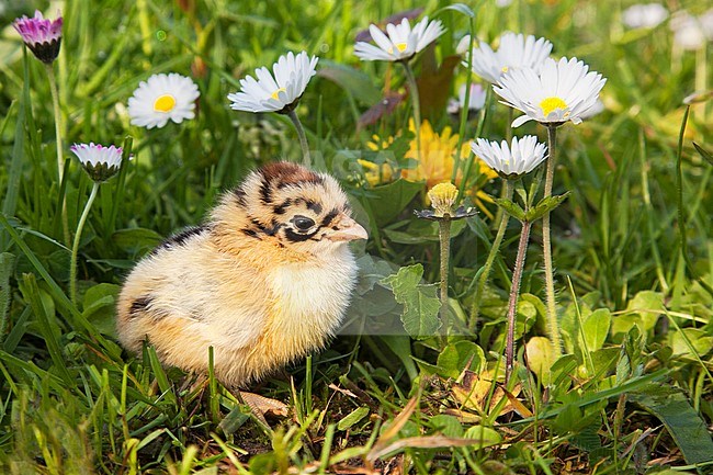 Jonge kip in het bloemenveld met Common Daisy stock-image by Agami/Rob Olivier,