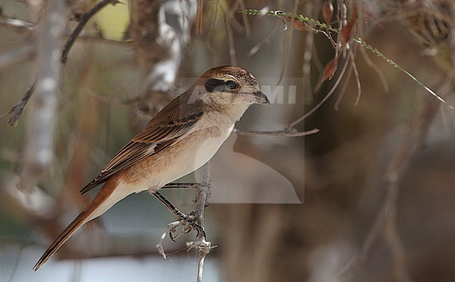 Second calender year Red-tailed Shrike (Lanius phoenicuroides) at Dubai, UAE. Perched in a bush in the shade. stock-image by Agami/Helge Sorensen,