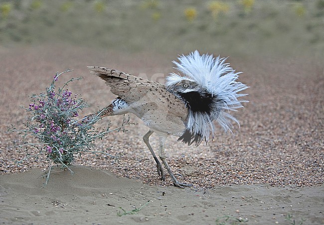 Macqueen's Bustard (Chlamydotis macqueenii) male in Uzbekistan desert. Dancing display. stock-image by Agami/Andy & Gill Swash ,